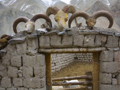 Livestock Pen Decorated With Blue Sheep Horns by Steve Winter Pricing Limited Edition Print image