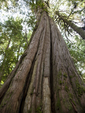 Ancient Cedar Tree Looms High Over The Forest Floor by Taylor S. Kennedy Pricing Limited Edition Print image