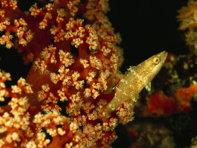 Juvenile Hogfish Nestled In A Soft Coral by Tim Laman Pricing Limited Edition Print image