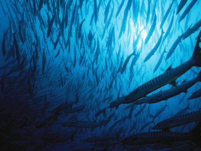 Swirling School Of Blackfin Barracuda, Sphyraena Genie by Tim Laman Pricing Limited Edition Print image