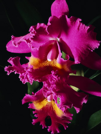 Close View Of A Pair Of Beautiful Pink Orchids by Tim Laman Pricing Limited Edition Print image