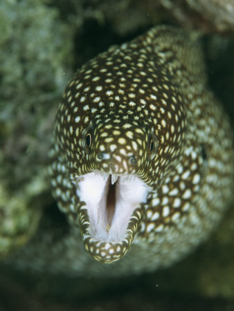 Face-To-Face View Of A Moray Eel, Gymnothorax Species by Tim Laman Pricing Limited Edition Print image