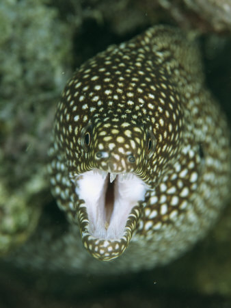 Face-To-Face View Of A Moray Eel, Gymnothorax Species by Tim Laman Pricing Limited Edition Print image