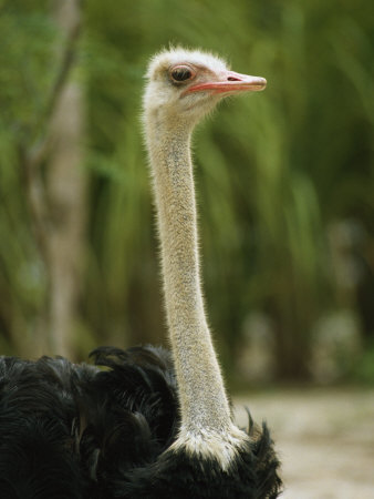 Proud-Looking Ostrich Male by Tim Laman Pricing Limited Edition Print image