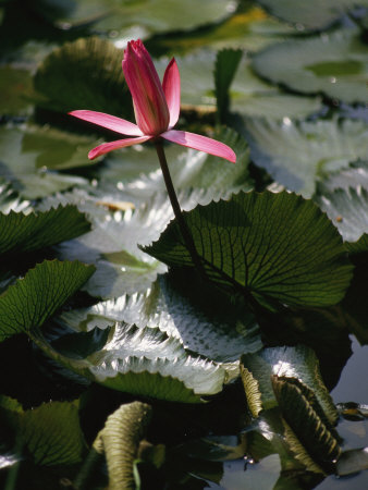 Water Lily In Bloom Among A Profusion Of Pads by Tim Laman Pricing Limited Edition Print image