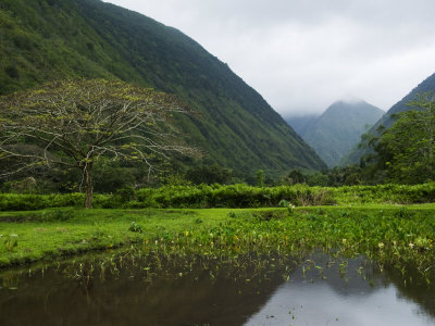 Taro (Colocasia Exculenta) Fields In Waipi'o Valley by Todd Gipstein Pricing Limited Edition Print image