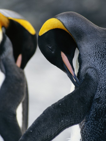 Preening King Penguin by Tom Murphy Pricing Limited Edition Print image