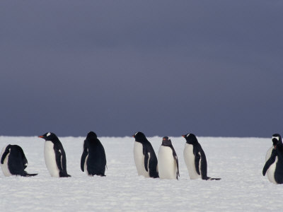 Row Of Gentoo Penguins In The Snow by Tom Murphy Pricing Limited Edition Print image