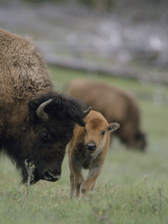 American Bison (Bison Bison) And Calf by Tom Murphy Pricing Limited Edition Print image
