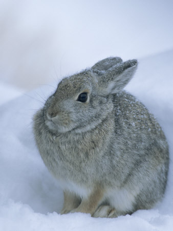 Cottontail Rabbit In Snow by Tom Murphy Pricing Limited Edition Print image