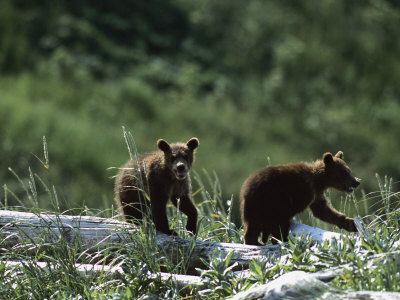 Brown Bear Cubs (Ursus Arctos) Searching by Tom Murphy Pricing Limited Edition Print image