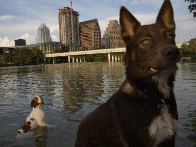Condominium Units Loom Behind Dogs Swimming In Lady Bird Lake by Tyrone Turner Pricing Limited Edition Print image