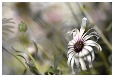 Silver Daisy I by Karin Connolly Pricing Limited Edition Print image