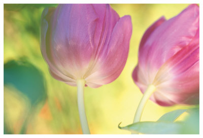 Tulip Twirl by Karin Connolly Pricing Limited Edition Print image