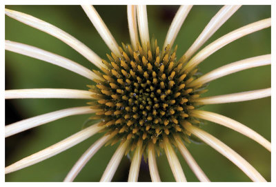Echinacea Harvest Moon by Harold Davis Pricing Limited Edition Print image