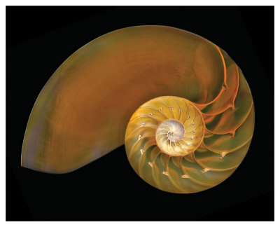 Nautilus On Black Ii by Harold Davis Pricing Limited Edition Print image