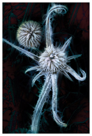 Winter Star by Harold Davis Pricing Limited Edition Print image