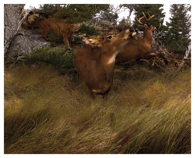 Deer Panic by Steve Hunziker Pricing Limited Edition Print image