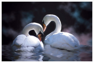 Swans by Stephanie Laird Pricing Limited Edition Print image