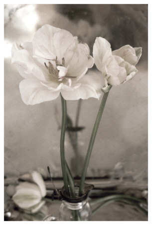 White Tulip Celebration Ii by Richard Sutton Pricing Limited Edition Print image