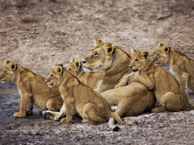 African Lions Family by Scott Stulberg Pricing Limited Edition Print image