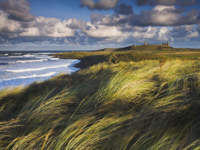 Windswept Grassy Sand Dunes Near Dunstanburgh Castle, Dunstanburgh, Northumberland, England, Uk by Adam Burton Pricing Limited Edition Print image