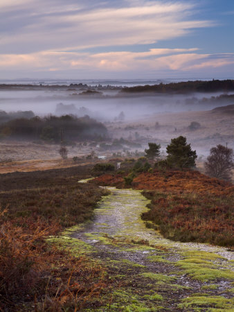 Pathway Leading Down Into A Misty New Forest Valley, New Forest, Hampshire, England, Uk by Adam Burton Pricing Limited Edition Print image