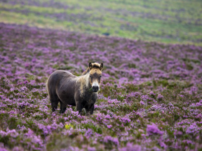 Exmoor Pony Grazing In Flowering Heather, Dunkery Hill, Exmoor National Park, Somerset, England, Uk by Adam Burton Pricing Limited Edition Print image