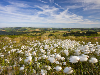 Cotton Grass Growing On The Moorland At Dunkery Hill, Exmoor National Park, Somerset, England, Uk by Adam Burton Pricing Limited Edition Print image