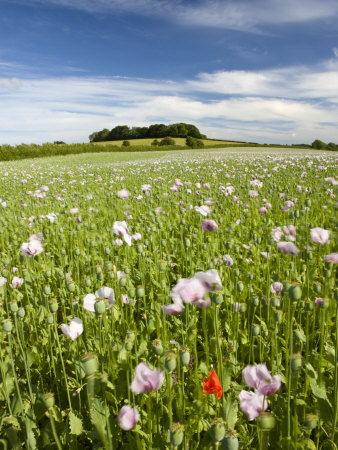 Pink Poppyfield Growing In The Dorset Countryside, Dorset, England, United Kingdom, Europe by Adam Burton Pricing Limited Edition Print image