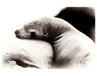 Baby Sea Lion by Steve Munch Pricing Limited Edition Print image