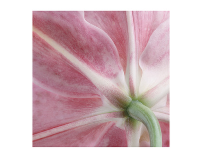 Lily Stargazer 2 Square by Danny Burk Pricing Limited Edition Print image