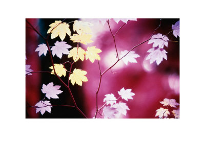 Vine Maple Tree by Paul Edmondson Pricing Limited Edition Print image