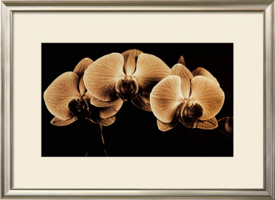 Three Orchid Blooms by Alan Majchrowicz Pricing Limited Edition Print image