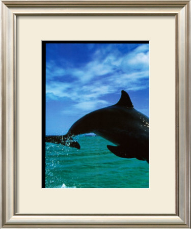 Bottlenose Dolphin by Konrad Wothe Pricing Limited Edition Print image