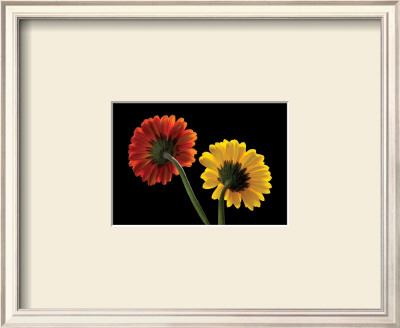 Two Gerberas Back by Steven Mitchell Pricing Limited Edition Print image