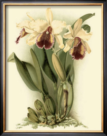 Dramatic Orchid Ii by J.K. Mosferlander Pricing Limited Edition Print image