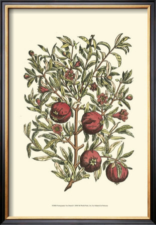 Pomegranate Tree Branch by Henri Du Monceau Pricing Limited Edition Print image