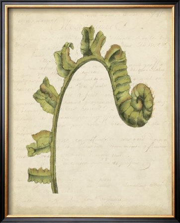 Fiddlehead Ferns Iii by Jennifer Goldberger Pricing Limited Edition Print image