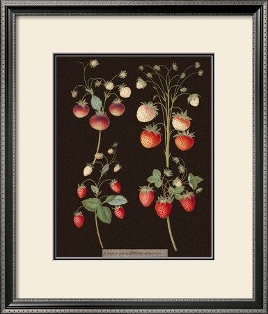 Brookshaw Strawberries by George Brookshaw Pricing Limited Edition Print image