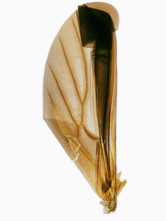 Beetle Wing by Wim Van Egmond Pricing Limited Edition Print image