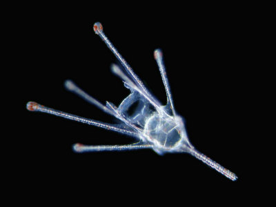 Echinopluteus Larva Of The Heart Urchin (Echinocardium Cordatum). Darkfield by Wim Van Egmond Pricing Limited Edition Print image