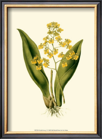 Orchid Array I by Drake Pricing Limited Edition Print image