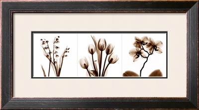 Sepia Floral Ii by Albert Koetsier Pricing Limited Edition Print image