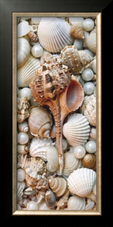 Shell Menagerie Iii by Rachel Perry Pricing Limited Edition Print image