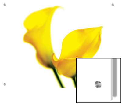 Close-Up Of 2 Yellow Lillies On White Background by K.M. Pricing Limited Edition Print image