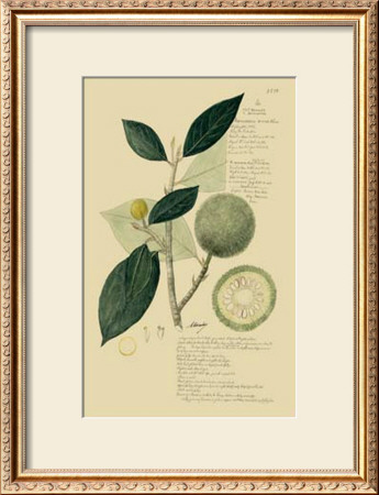 Tropical Fruits I by A. Descubes Pricing Limited Edition Print image