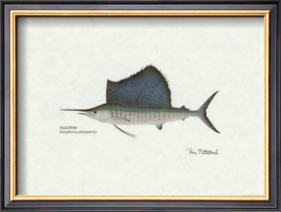 Sailfish by Ron Pittard Pricing Limited Edition Print image
