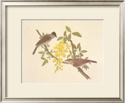 Black Caps by Frances Le Marchant Pricing Limited Edition Print image