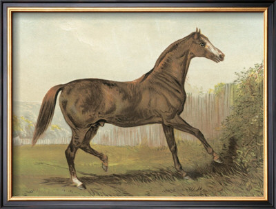 Cassell's Horse Iii by Cassell Pricing Limited Edition Print image